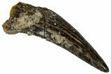 Juvenile Fossil Spinosaurus Tooth - Real Dinosaur Tooth #298761-1